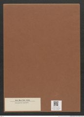 Diatomeae indet. Zeichnungen Sammlung Grunow Mappe 02330 (Herbarium_W_Grunow_drawings_Folder_02330)